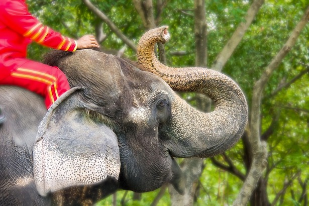 Zooland.ro - Decizie istorică: Indonezia interzice plimbările pe elefanți