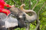 Zooland.ro - Decizie istorică: Indonezia interzice plimbările pe elefanți