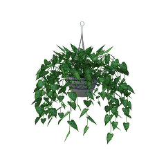 Casa-gradina.ro - Plante de apartament în ghivece suspendate