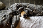 Casa-gradina.ro - Curățenie pentru animalul de casă. Lucruri esențiale pe care să le iei în considerare