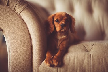 Zooland.ro - Cum educi un câine să rămână singur acasă fără să plângă și fără să distrugă lucruri