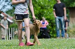 Zooland.ro - Cel mai deștept câine din lume. Studiu cu peste 1.000 de câini