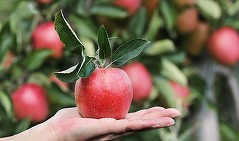 Caloria.ro - Fructele cu cele mai multe reziduuri de pesticide, potrivit Autorității Europene pentru Siguranța Alimentară