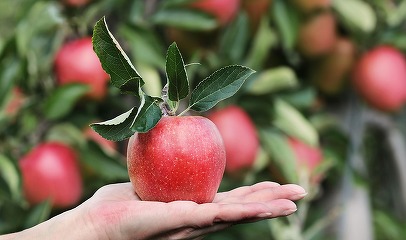 Caloria.ro - Fructele cu cele mai multe reziduuri de pesticide, potrivit Autorității Europene pentru Siguranța Alimentară