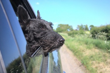 Zooland.ro - Greșeli care pot fi fatale când îți plimbi câinele cu mașina: Nu îl lăsați să scoată capul afară pe geam în mers!