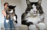 Zooland.ro - VIDEO Motanul de 13 kilograme care a devenit vedetă pe internet