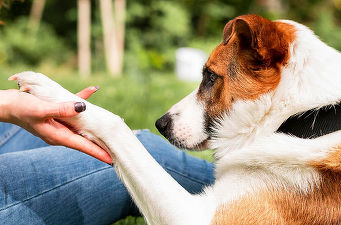 Zooland.ro - Ce înseamnă când câinele îți pune laba pe mână în timp ce îl mângâi?