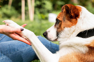 Zooland.ro - Ce înseamnă când câinele îți pune laba pe mână în timp ce îl mângâi?