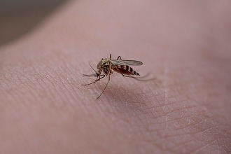Casa-gradina.ro - Cum scapi de țânțari fără chimicale