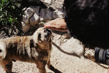 Zooland.ro - Animalele de companie pot alunga singurătatea. Cercetătorii avertizează însă asupra unei capcane