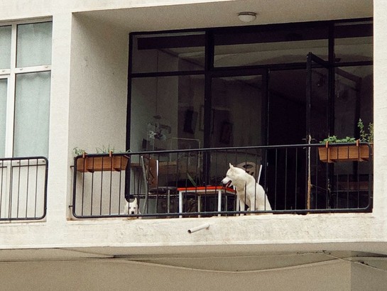 Bucuresti.ro - Câte animale de companie poți ține într-un apartament la bloc