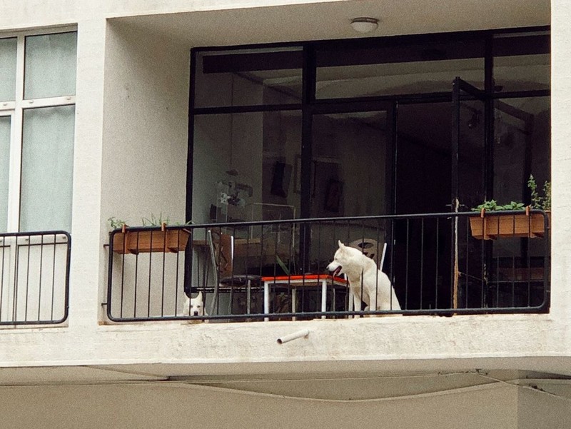 Bucuresti.ro - Câte animale de companie poți ține într-un apartament la bloc