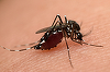 Institutul Cantacuzino: Ţânţarul vector pentru transmiterea Zika a fost identificat în septembrie în zona Bucureştiului