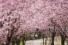 Cum va fi vremea de Florii şi de Paşte. Prognoza meteo până pe 1 mai