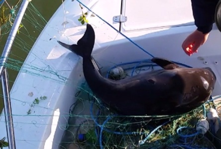 Delfin salvat în Marea Neagră după ce s-a prins în plasele de pescuit - VIDEO