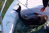 Delfin salvat în Marea Neagră după ce s-a prins în plasele de pescuit - VIDEO