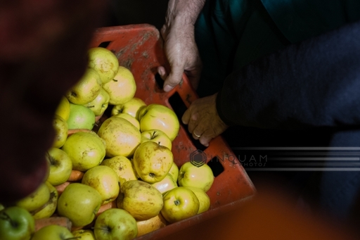 Peste 1,7 milioane de elevi vor primi gratuit mere, la şcoală; Ministerul Agriculturii alocă  65,8 milioane lei pentru finanţarea programului 