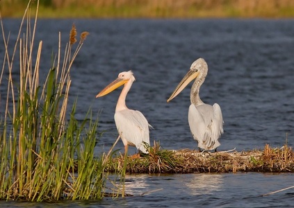 Recensământ - România are peste 20.000 de exemplare de pelicani comuni şi creţi