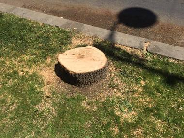 Bucureştenii pot consulta pe site-ul Primăriei avizele privind intervenţia asupra arborilor din Capitală
