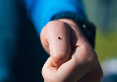 Galaţi: Bărbat de 62 de ani, diagnosticat cu boala Lyme, fiind al doilea caz din judeţ după ce al fetiţei de cinci ani