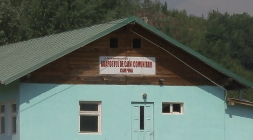 Adăpostul pentru câini comunitari din Câmpina, închis temporar; administratorul cercetat după ce au fost găsite animale moarte