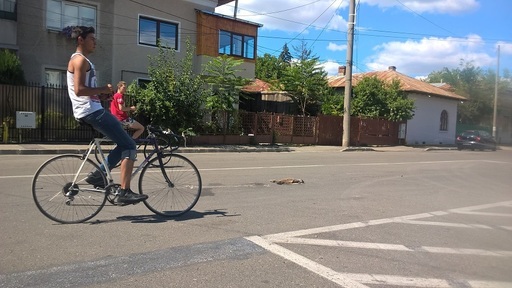 REPORTAJ: Cadavre de animale pe străzile din Ploieşti, după ce firma care trebuia să le ridice a suspendat contractul cu Primăria. Politicienii se acuză reciproc