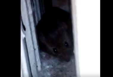 Anchetă la Spitalul de Pneumoftiziologie din Aiud, unde pacienţii sesizează că ar fi şoareci şi insecte în saloane. VIDEO