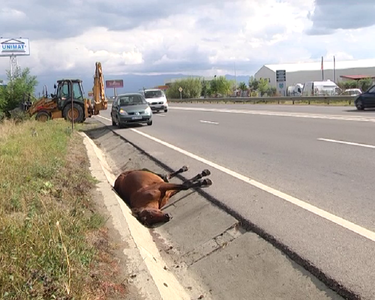 Sibiu: Un cal mort a zăcut aproape 20 de ore pe marginea DN 1 fiindcă firma de ecarisaj care urma să-l ia nu avea un container destul de mare