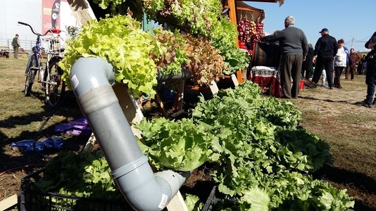 REPORTAJ: Lapte de măgăriţă la 100 de lei litrul şi salată hidroponică ce creşte fără pământ, la un târg agricol din Alba Iulia