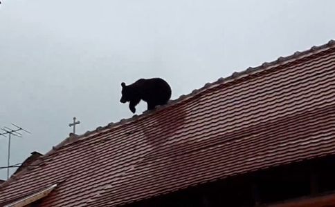 Mai multe asociaţii pentru protecţia animalelor dezaprobă decizia autorităţilor de a omorî ursul capturat în Sibiu