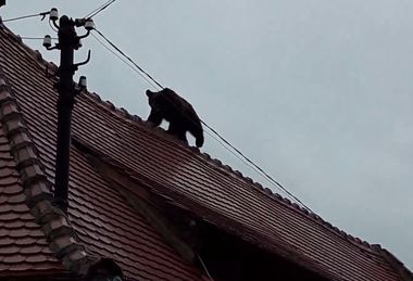 STS: 28 de apeluri la 112, miercuri dimineaţă, între 5.20-8.09, pentru a semnala prezenţa ursului la Sibiu