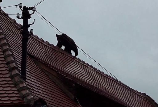 STS: 28 de apeluri la 112, miercuri dimineaţă, între 5.20-8.09, pentru a semnala prezenţa ursului la Sibiu
