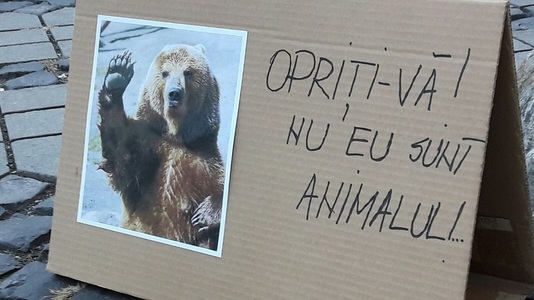 Sibiu: Aproximativ o sută de persoane protestează faţă de modul în care s-a intervenit în cazul ursului împuşcat: ”Opriţi-vă! Nu eu sunt animalul!”