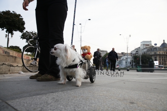 Protest în Capitală faţă de modul în care s-a intervenit în cazul ursului împuşcat la Sibiu (Foto: Inquam Photos / Liviu Albei)