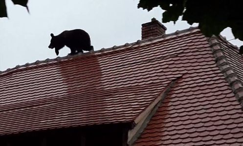 Trei plângeri penale depuse în cazul ursului împuşcat în Sibiu; poliţiştii o caută pe femeia care s-a închis într-o bancă de teama animalului