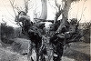 Osemintele a aproape 600 de militari români, reînhumate în Cimitirul de Onoare Românesc din Rusia