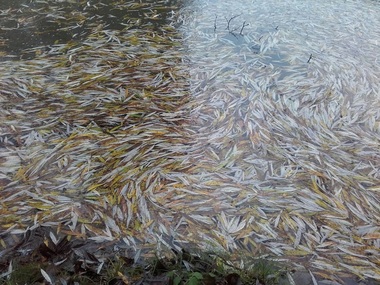 Arad: Imagini cu un aparent dezastru ecologic, preluate de câteva publicaţii, au declanşat o inspecţie a ANSVSA: Echipa operativă a constatat că sunt frunze, nu peşti morţi - FOTO/VIDEO