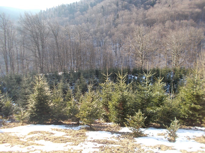 Romsilva scoate la vânzare peste 61.000 de pomi de Crăciun, preţurile pornesc de la 10 lei bucata