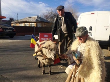 Un vrâncean a venit la vot într-un căruţ tras de o oaie, spunând că a votat ca să nu mai mănânce usturoi chinezesc şi praz turcesc - FOTO