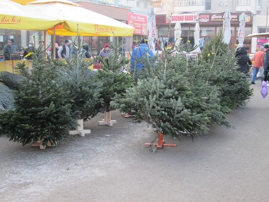 Peste 7.600 de pomi de Crăciun confiscaţi şi amenzi de peste 1,5 milioane de lei, în urma unor controale