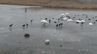Arad: Intervenţie pentru salvarea unor lebede aflate pe un lac, după ce o parte ar fi fost vânate de romi sau mâncate de câini – FOTO