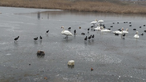 Arad: Intervenţie pentru salvarea unor lebede aflate pe un lac, după ce o parte ar fi fost vânate de romi sau mâncate de câini – FOTO