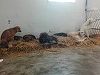 Un proiect de hotărâre privind interzicerea animalelor sălbatice în circuri se va afla pe ordinea de zi a următoarei şedinţe CGMB