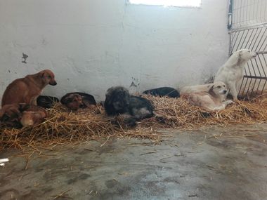 Un proiect de hotărâre privind interzicerea animalelor sălbatice în circuri se va afla pe ordinea de zi a următoarei şedinţe CGMB