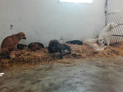 Un proiect de hotărâre privind interzicerea animalelor sălbatice în circuri se va afla pe ordinea de zi a următoarei şedinţe CGMB