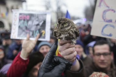 Societatea Ornitologică Română sesizează Garda de Mediu în cazul bărbatului care a adus o cucuvea la protestul de la Cotroceni