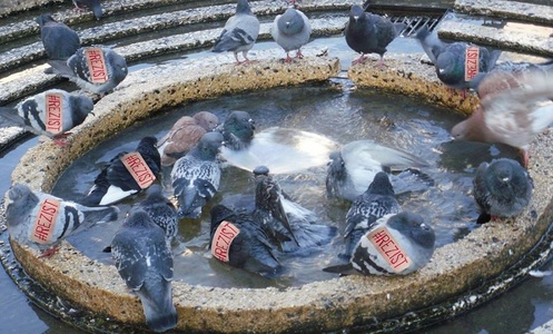 Un nou protest la avea loc la Timişoara sub sloganul: ”Hrănim porumbeii, nu corupţia!”