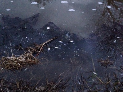 Amendă de 35.000 de lei pentru o firmă din Dolj care a poluat un pârâu şi un afluent al acestuia cu dejecţii de animale