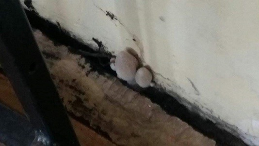 Constanţa: Directorul unui liceu, amendat cu 1.000 de lei de DSP după ce într-o clasă au apărut ciuperci pe un perete - FOTO