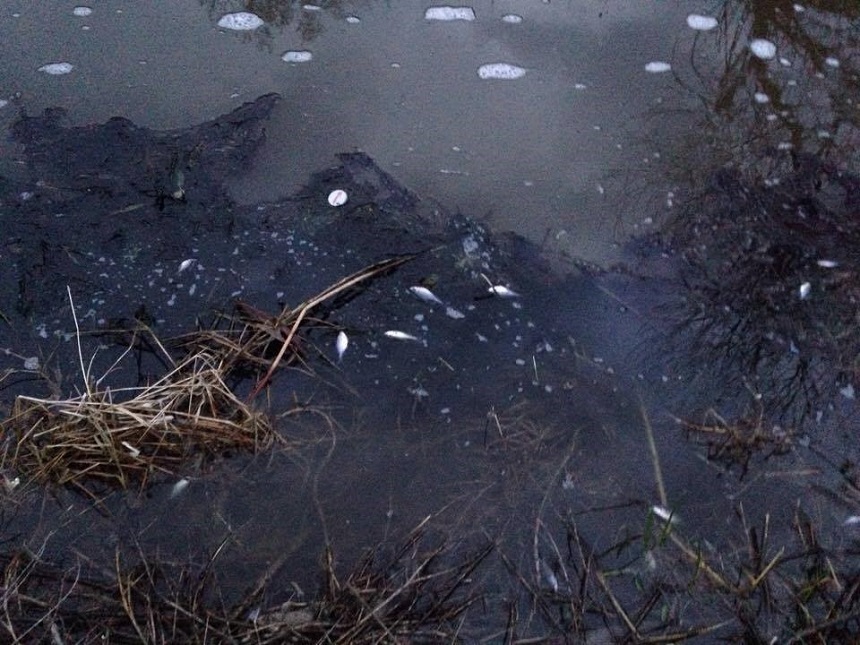 Alba: Râul Sebeş, poluat cu ape uzate şi substanţe organice de la o companie de procesare a cărnii, din cauza unei defecţiuni